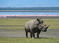 White rhino in Lake Nakuru