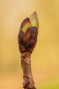 Zwellende bladknop van een tamme kastanje (Castanea sativa)