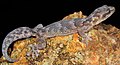 Bogert's rock gecko