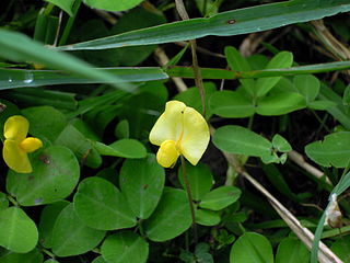 Arachis pintoi