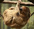 Linnaeus's two-toed sloth