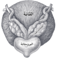 قاع المثانة وتظهر الحويصلات المنوية.