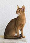 Abyssinian