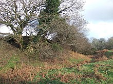 grassy mound with trees growing on it