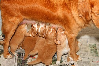 Nursing puppies