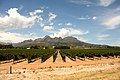 Vignes sur sable à Stellenbosch.