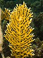 Millepora alcicornis o coral de fuego.