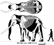 Skeletal diagram of an adult male straight-tusked elephant (Palaeoloxodon antiquus)