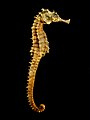 Image 20 Dried seahorse used in traditional Chinese medicine More selected pictures