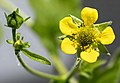   Buds and flower