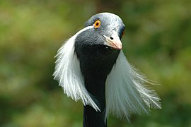 Demoiselle crane (Grus virgo)