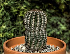 Echinocereus reichenbachii by RO