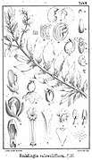 "botanical illustration"