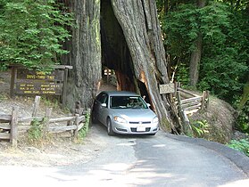 Shrine Drive-Thru Tree, Myer's Flat