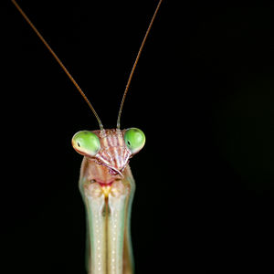 Tenodera sinensis (Chinese Mantis)