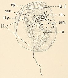 Lateral view of "Amphidinium sulcatum". amy., amyloid body; chr., chromatophore; ep., anterior part of cell in front of transverse furrow; fl.p., flagellar pore; l.f., longitudinal furrow; n., cell nucleus; tr.f., transverse furrow (with flagellum); vac., vacuole.