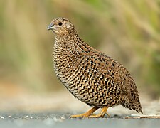 Coturnix ypsilophora - Sydney Olympic Park