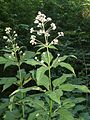 Joe-Pye weed with 5-fold symmetry