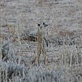 Surikata vlnkavá (Suricata suricatta)