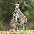 eastern grey kangaroo