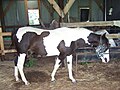 American Indian Horse (cat)