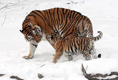 Siberian tiger and cub