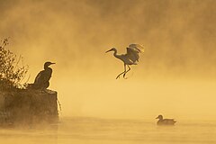 First place: Great cormorant (Phalacrocorax carbo), Little egret (Egretta garzetta) and Gadwall duck (Mareca strepera) in Taudaha Lake, near Katmandu, Nepal. – Autor: Prasan Shrestha / CC BY SA 4.0