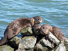 An image of river otter sunning on rocks.