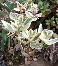 Tricolor cultivar