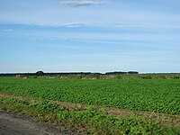 Soy plantation in Barreiras