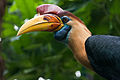 Mascul la Walsrode Bird Park