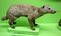 otter civet