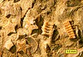 Crinoid columnals (Isocrinus nicoleti) from the Middle Jurassic Carmel Formation at Mount Carmel Junction, Utah.