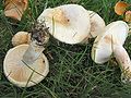 !!Lactarius pubescens!!