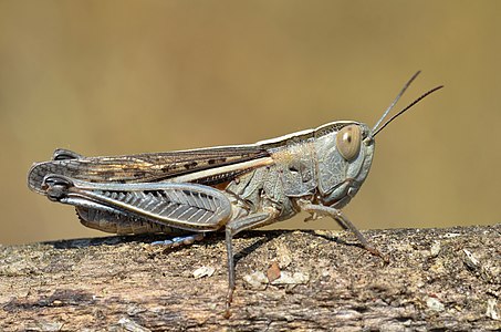 ♀ Ramburiella hispanica