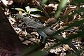 Varanus jobiensis in Raja Ampat Papua, 2017