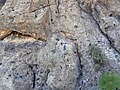 Alamo impact breccia (Late Devonian, Frasnian) near Hancock Summit, Pahranagat Range, Nevada.