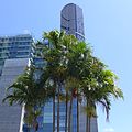 Carpentaria acuminata at QEII Law Courts Brisbane