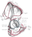 Inserciones musculares de la cadera derecha.