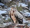 Himalayan vulture