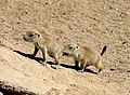 Black-tailed Prairie Dog