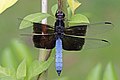 Thermorthemis madagascariensis, male