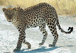 Báo ở vườn quốc gia Etosha, Namibia