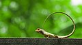 Image 8The oriental garden lizard, eastern garden lizard or changeable lizard (Calotes versicolor) is an agamid lizard found widely distributed in Asia. The pictured specimen was photographed at National Botanical Gardens, Dhaka. Photo Credit: Azim Khan Ronnie