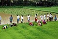 Paddy fields in Karnataka