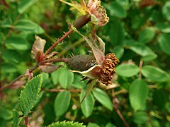 Rosa sweginzowii var. macrocarpa 2019-06-06 8748.jpg