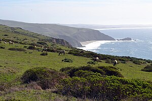 Tule elk on Tomales Point Trail