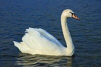 Horbikaty kołp (Cygnus olor)