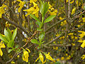 Flori şi frunze tinere de Forsythia × intermedia