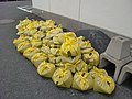 克灰袋に詰まった桜島の灰 Volcanic ash bags in Sakurajima.